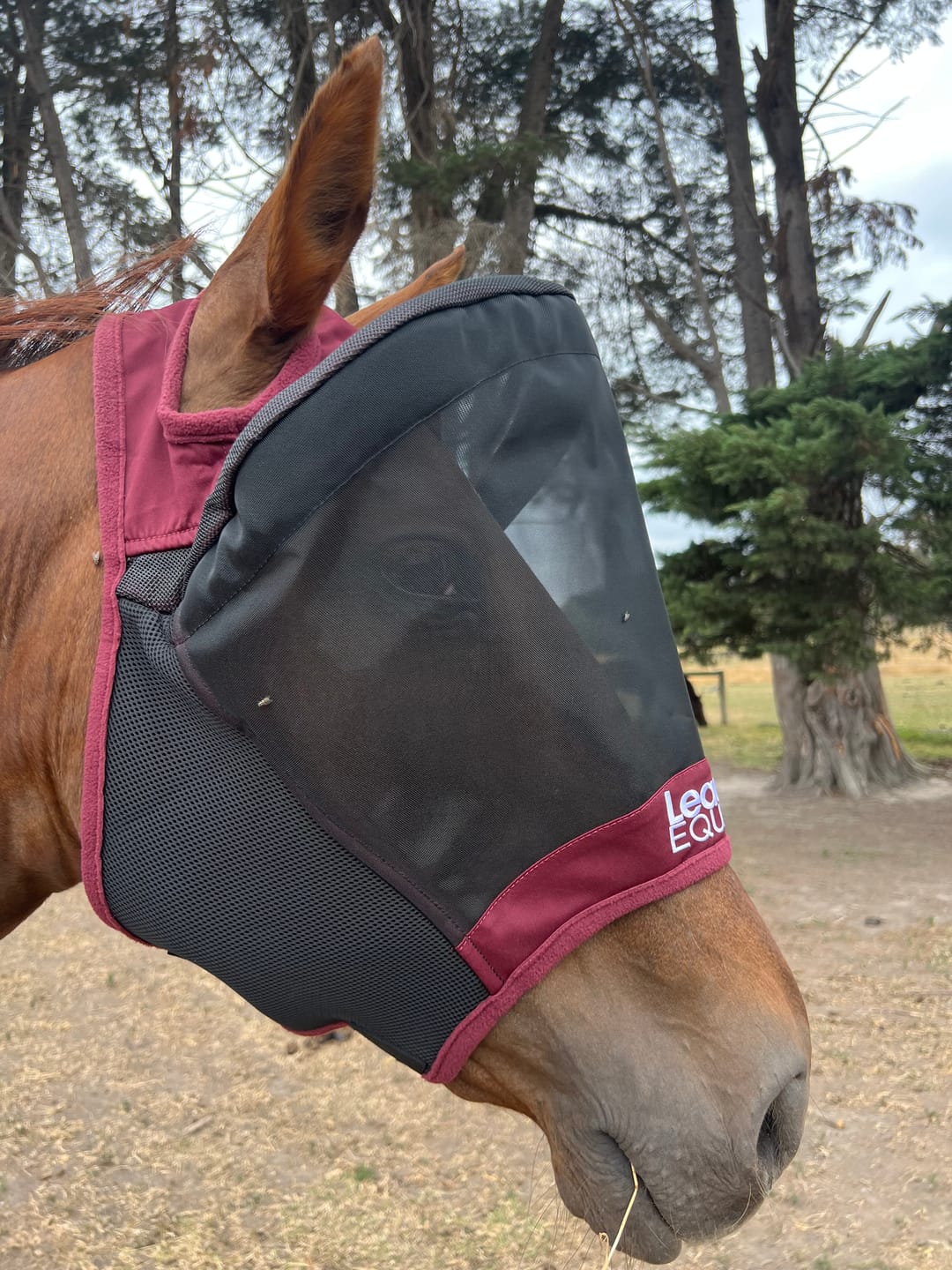 Customer photo review of LE Outback Flymask Original