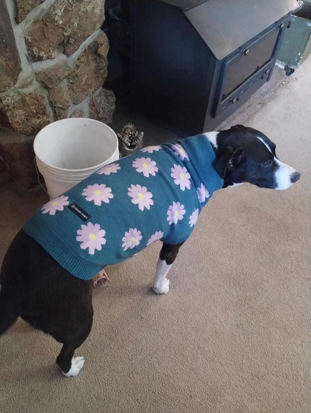 Customer photo review of Flower Knit Dog Sweater