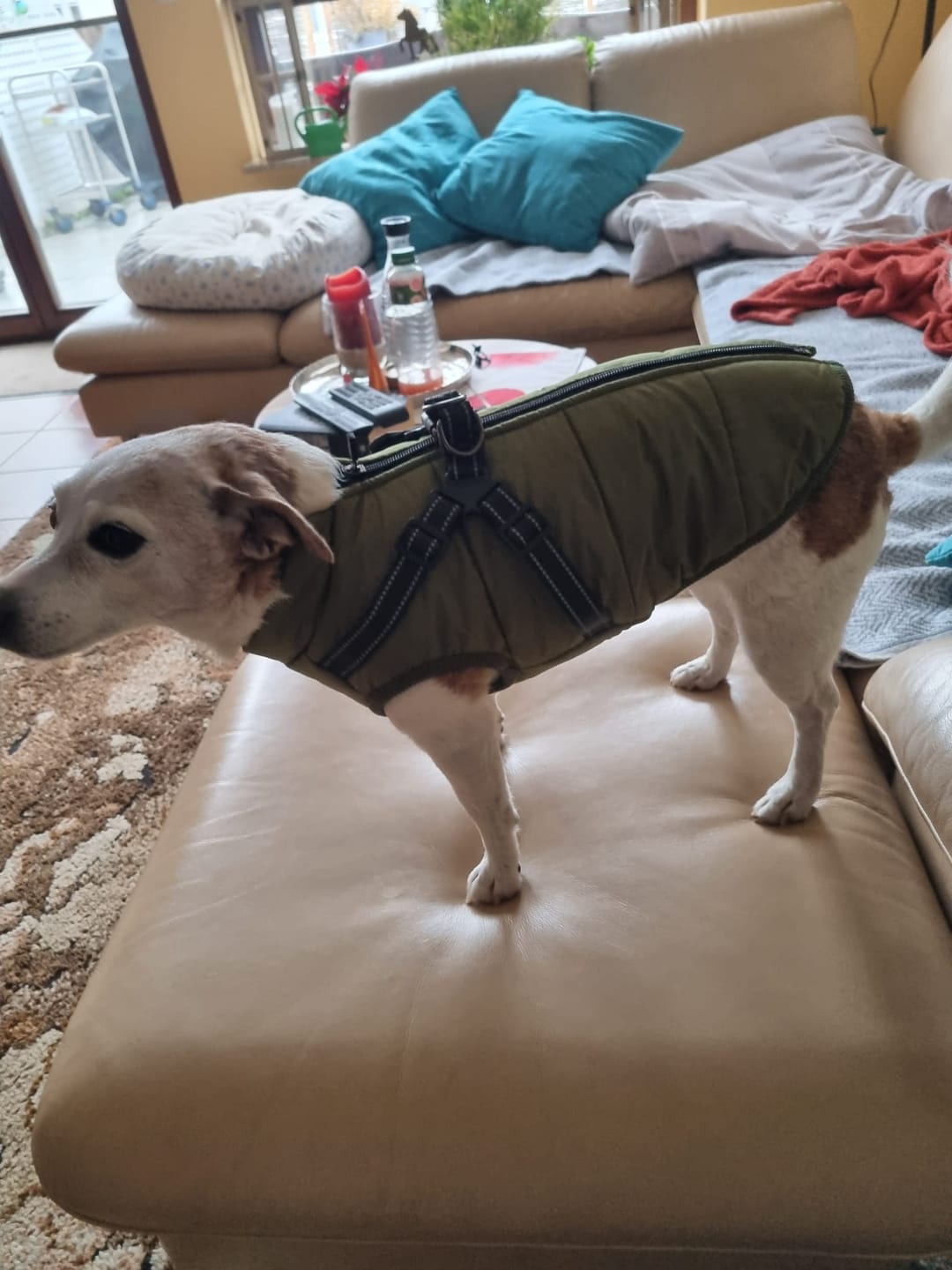 Customer photo review of Emmalove - Wasserdichter Hundemantel Extreme