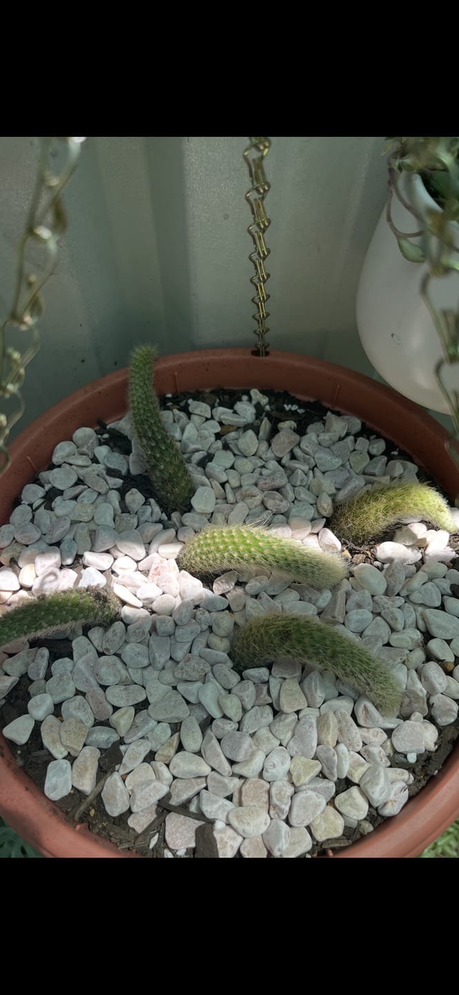 Customer photo review of Monkey Tail Cactus