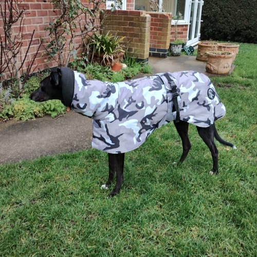 Customer photo review of Camouflage Felton - Sighthound Coat with Underbelly and Harness Hole