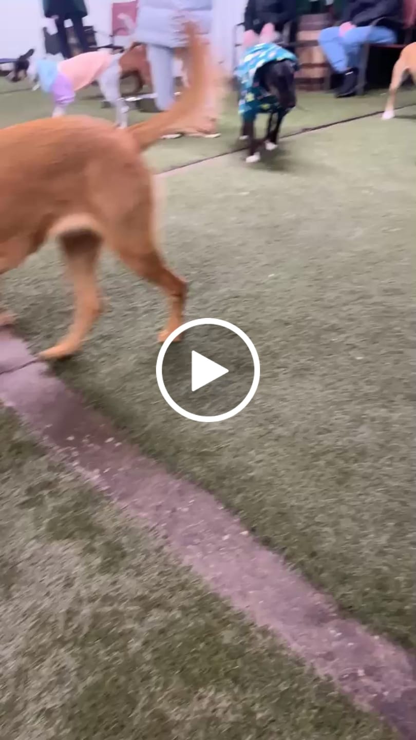 Customer video review of Daisy Dog Hoodie - Green