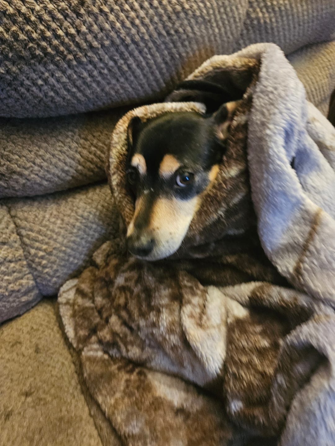 Customer photo review of Beef Gullet Chews 4-5"