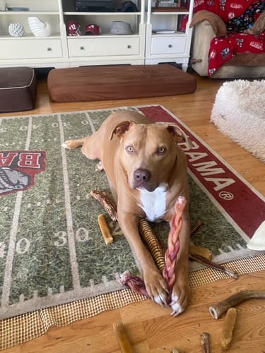 Customer's tan dog lying on a rug, holding a 12 Inch Jumbo Braided Bully Stick between its paws, with other chews scattered around.