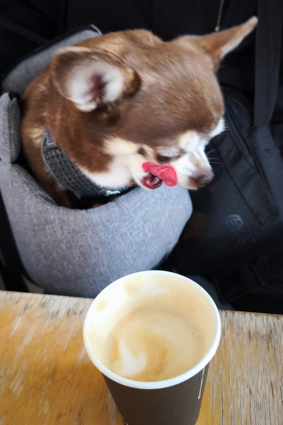 Customer photo review of Active VetDiet Periaction Mini/Toy suņiem