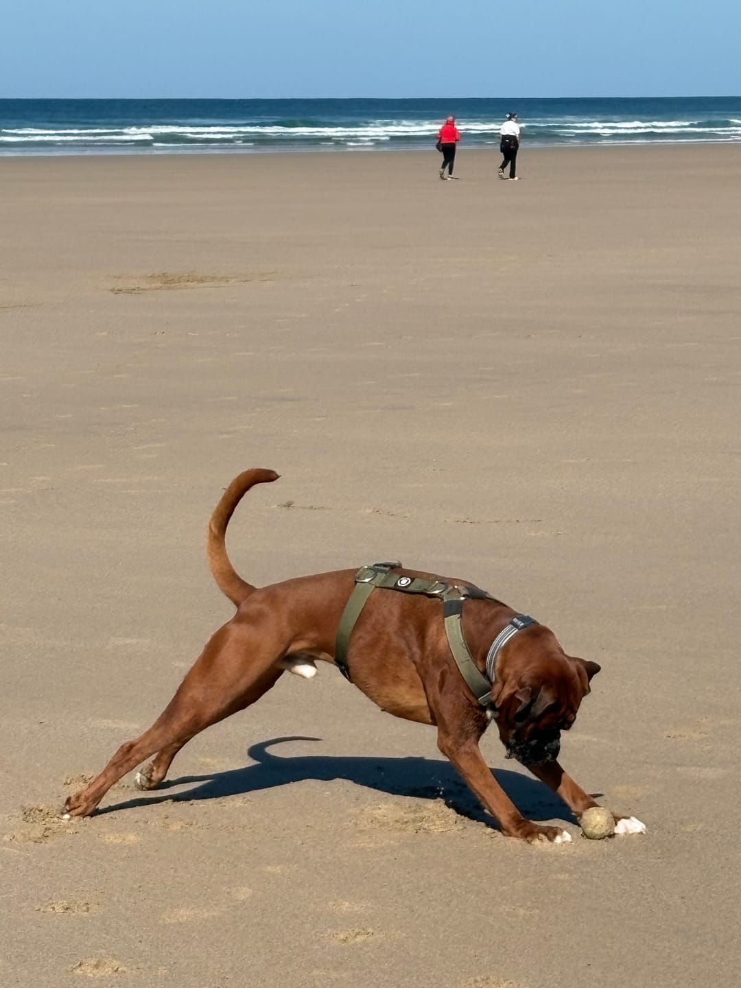 Customer photo review of Anti Pull Hurricane Harness Lighter | With Handle - Olive Green