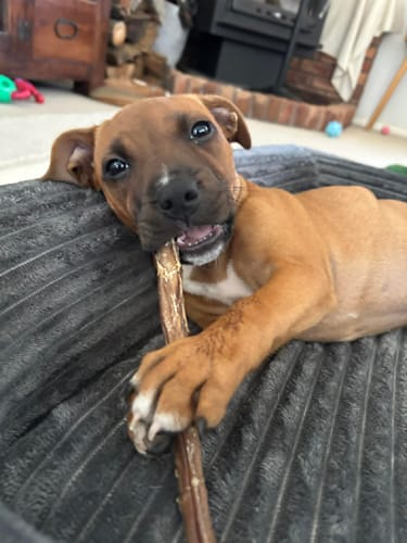 Customer photo review of Pizzle Stix (1kg pack)