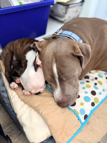 Customer photo review of Mystery Box - Dog