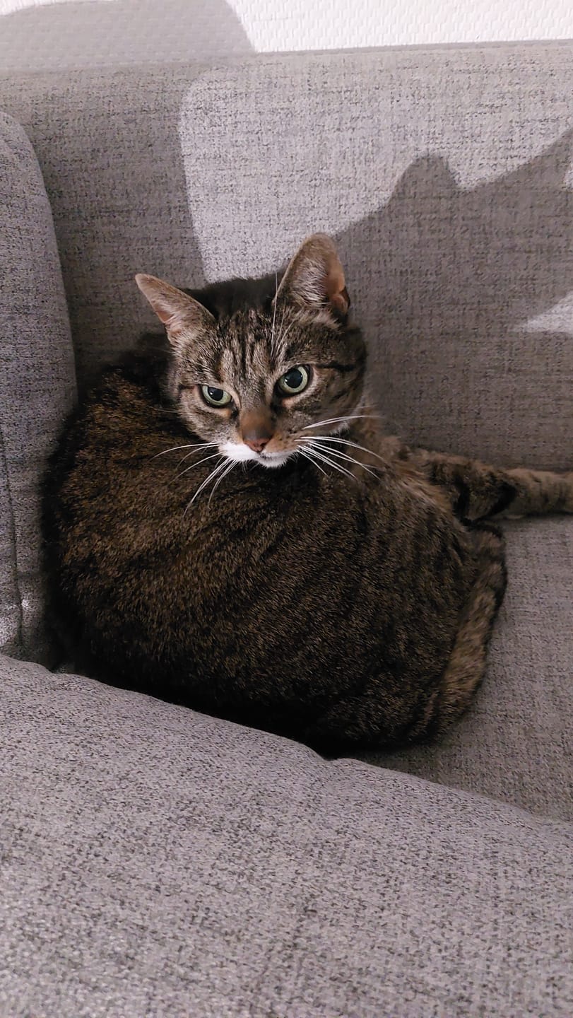 Customer photo review of Nieren Vitalsuppe für Katzen