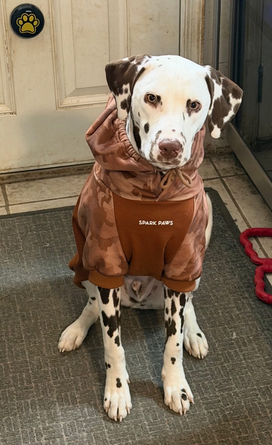 Customer photo review of Desert Camo Dog Hoodie