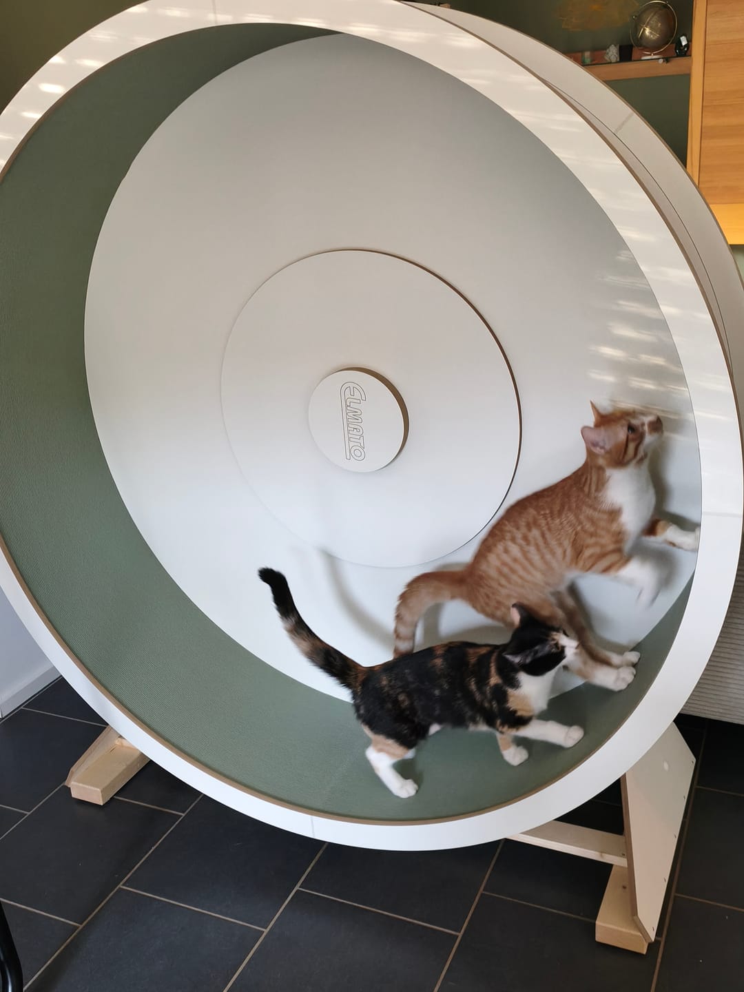 Customer photo review of Elmato Katzenlaufrad Rocky Standmodell