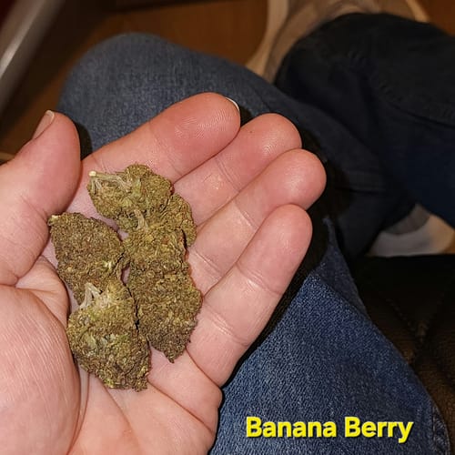 Customer photo review of Banana Berry THCA Flower