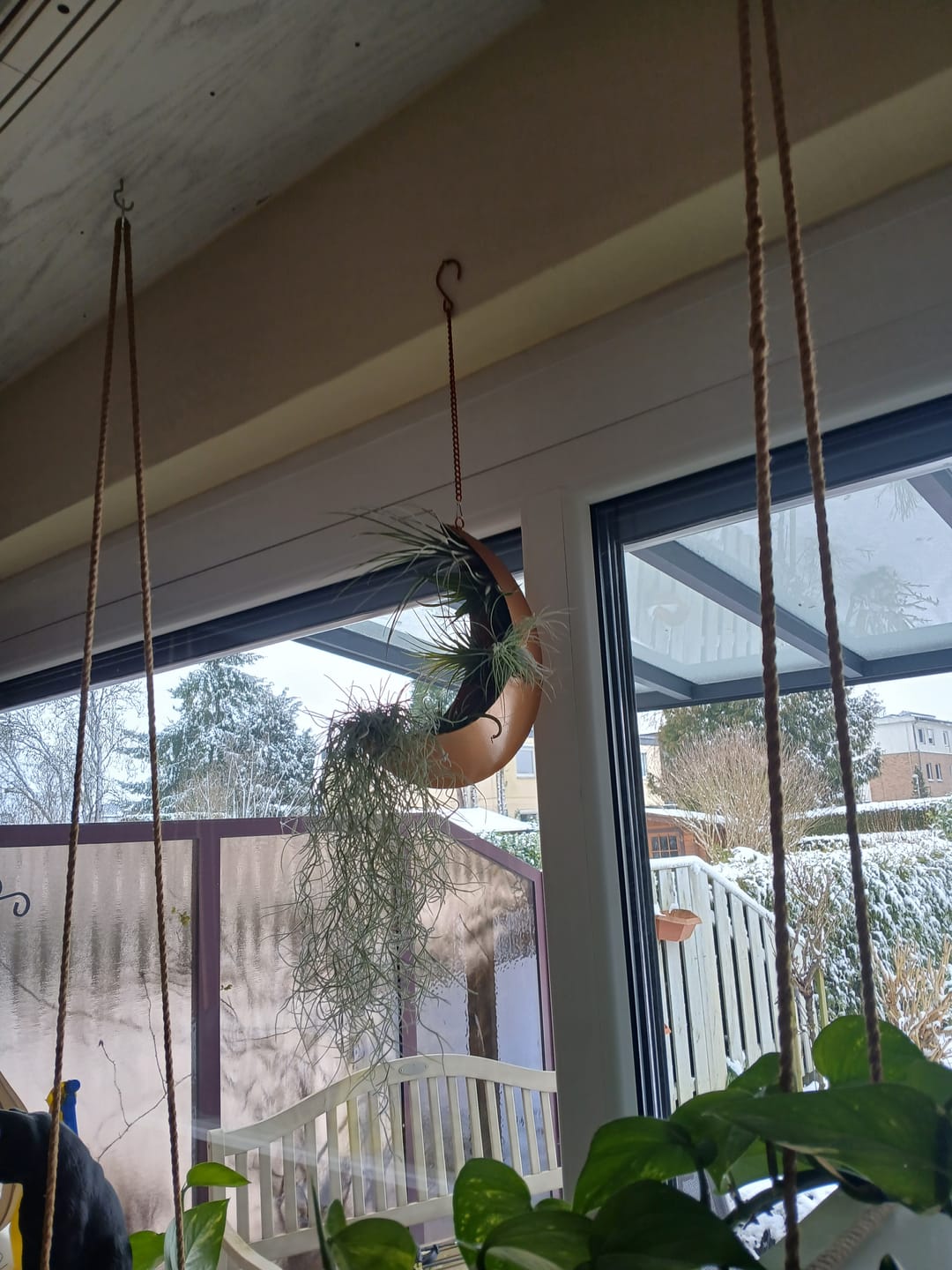 Customer photo review of Tillandsia ionantha