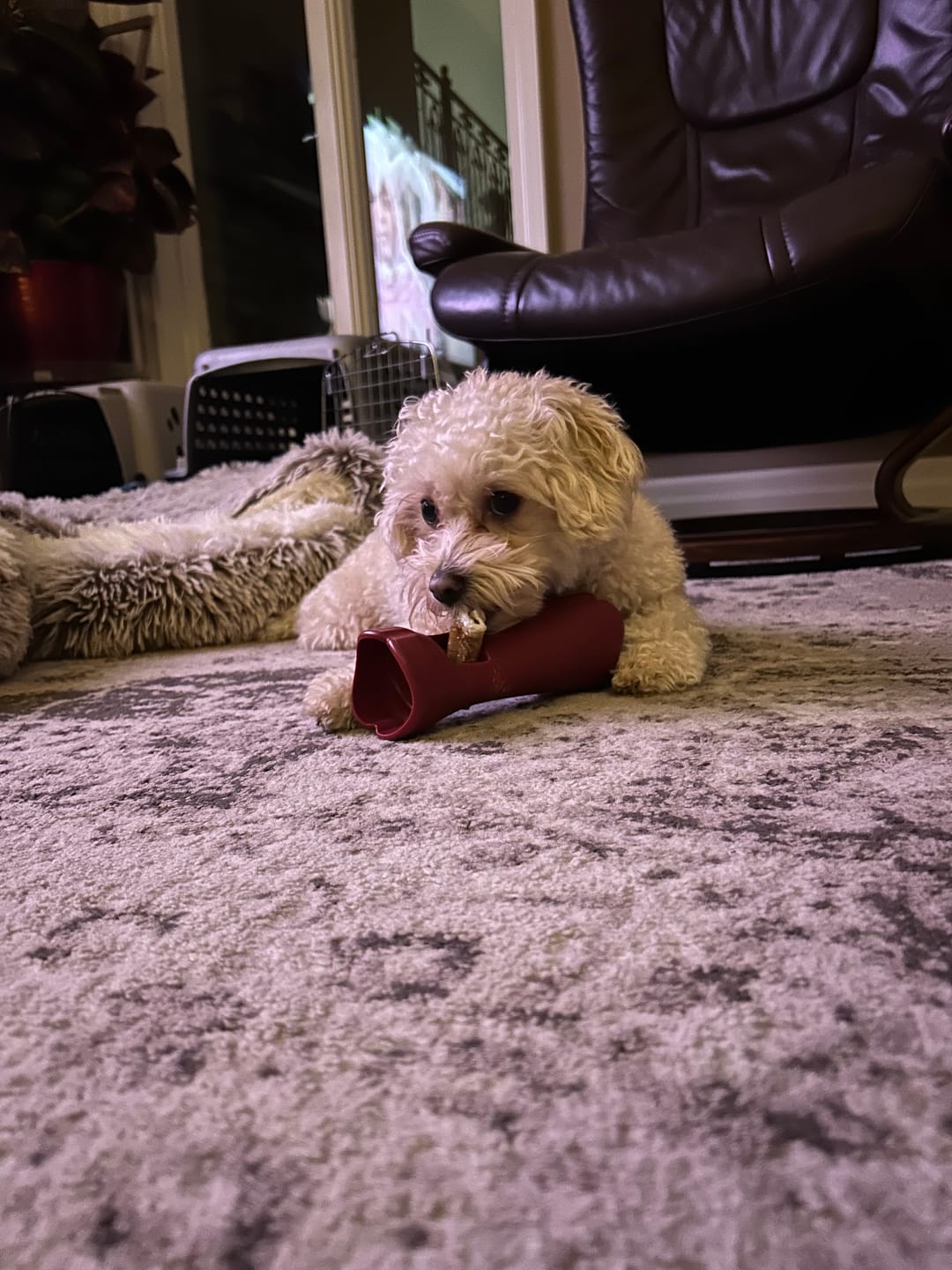 Customer photo review of 5-6 Inch Champion Chew