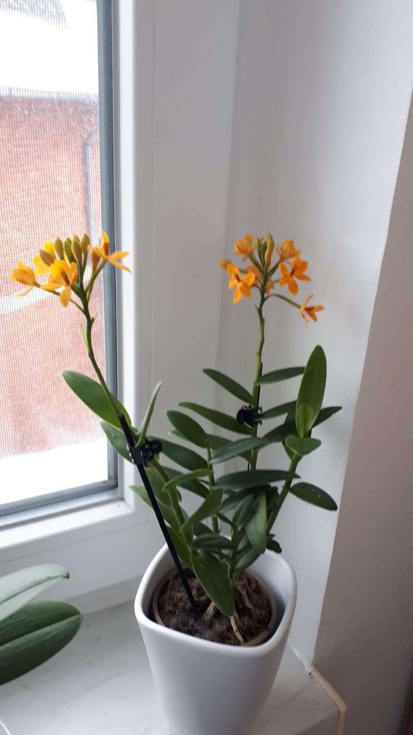 Customer photo review of Epidendrum Nordic Fire Dauerblüher mit orange-gelben Blüten und 2+ Rispen