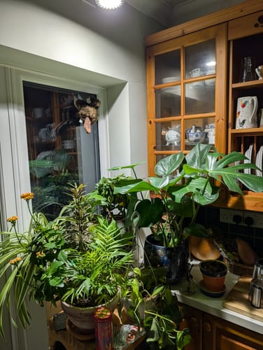 Customer photo review of Pianta 30 Grow Light LED Bulb