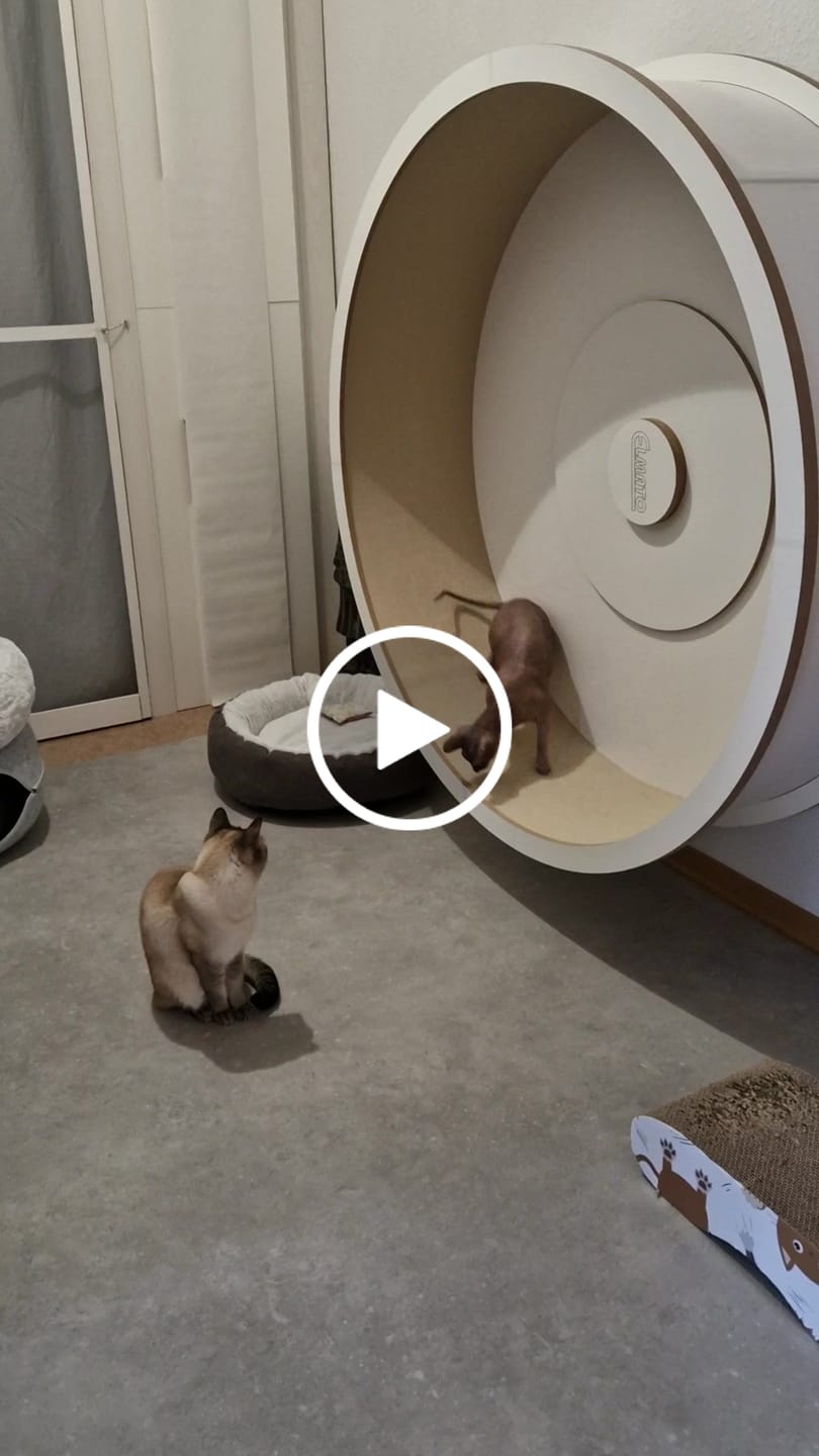 Customer video review of Elmato Katzenlaufrad Rocky Wandlaufrad