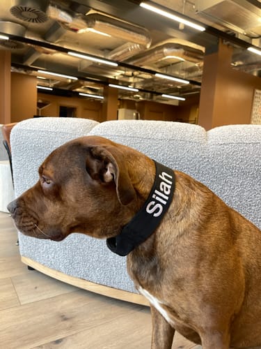 Customer's brown dog sits indoors, showing the fit of the black 5cm Combat® Collar around its neck.