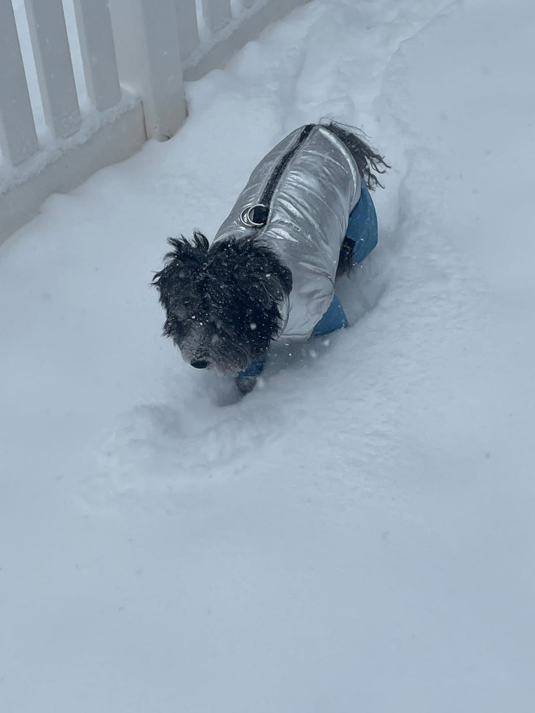 Customer photo review of Waterproof Winter Dog Jacket