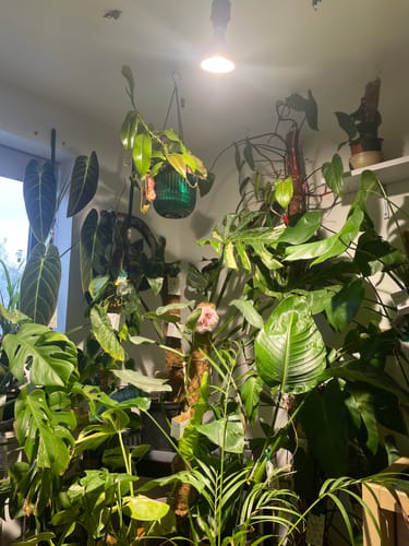 Customer photo review of Pianta 30 Grow Light LED Bulb