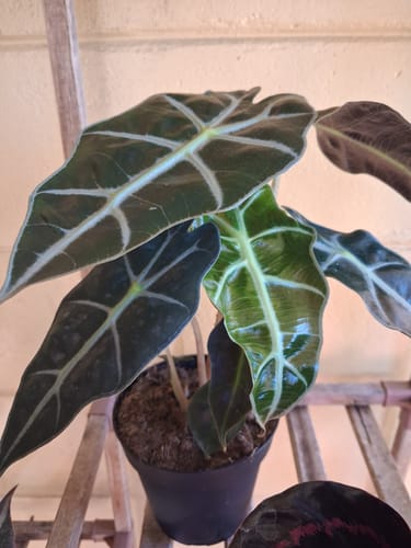 Customer photo review of Alocasia Polly 'African Mask'