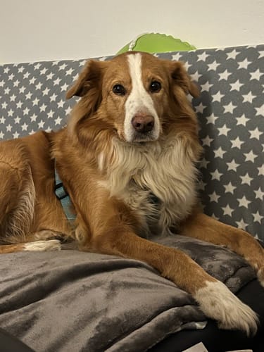 Kundenrezension für Uro Hero: Ein entspannter, braun-weißer Hund liegt auf einer Couch.