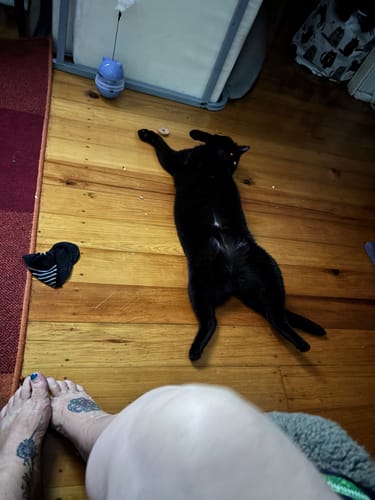 Customer photo review of 1 Month Supply – 1 Cat