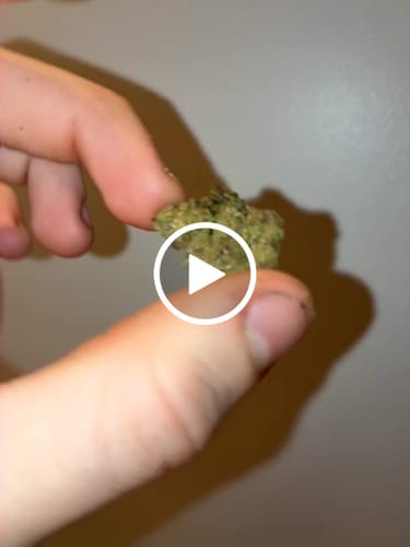 Customer video review of Miracle Alien Cookies (CALI) THCA Flower