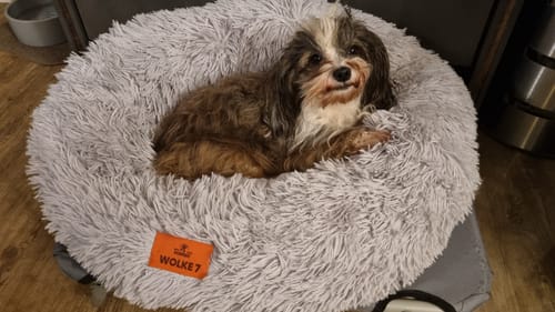 Customer photo review of Puppery Hundebett Wolke 7 - Das Original