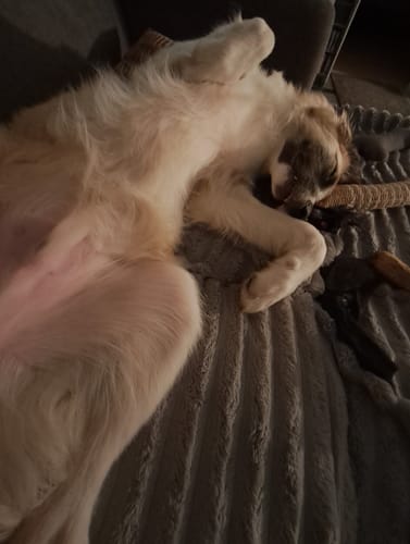 Ein Kunde zeigt seinen glücklichen, entspannten Hund, der auf dem Rücken auf einer grauen Decke liegt.