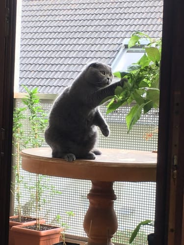 Die graue Schottische Faltohr Katze eines Kunden mit gepflegtem Fell sitzt auf einem Tisch.