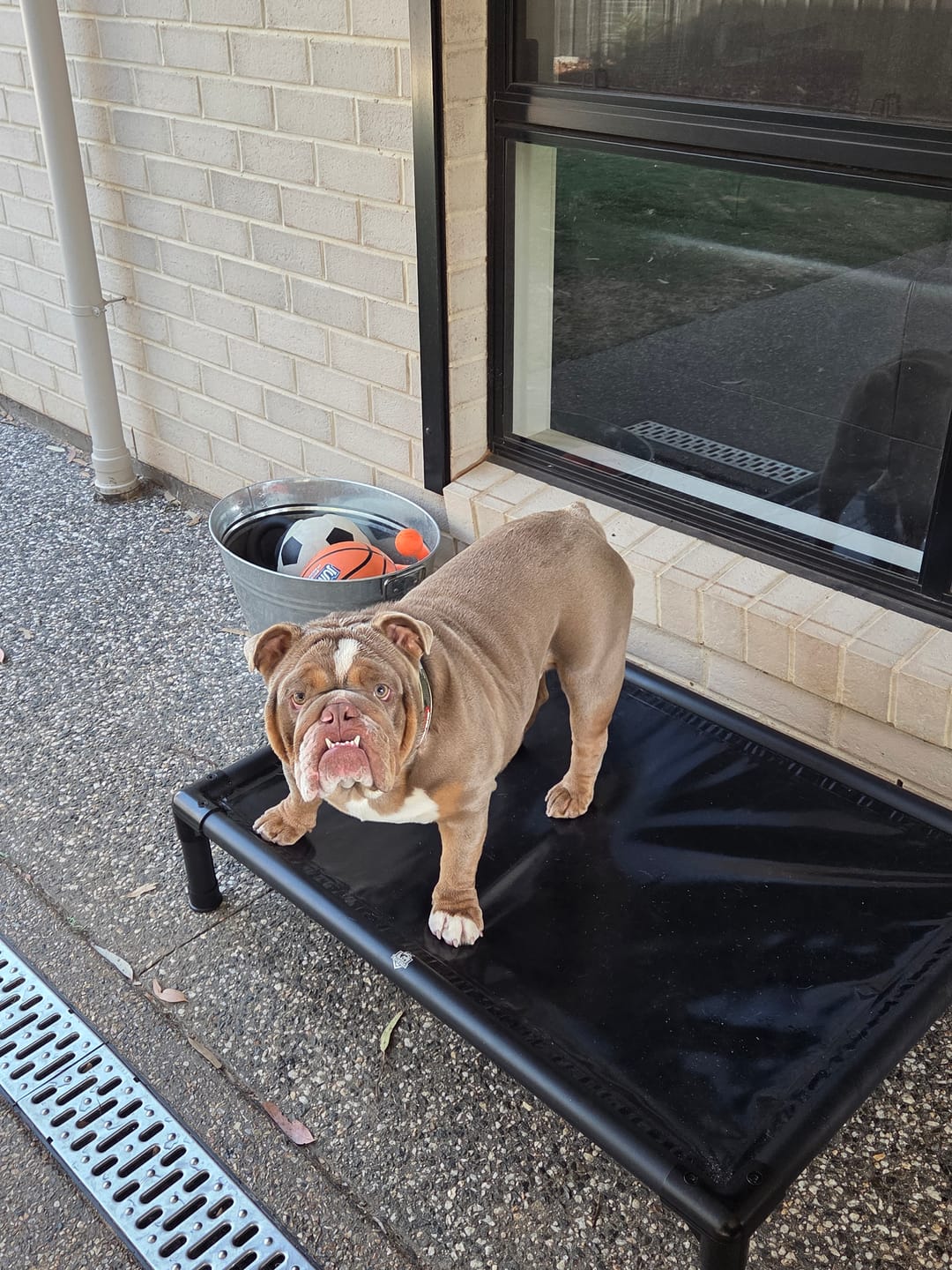 Customer photo review of Reinforced Elevated TuffyBed