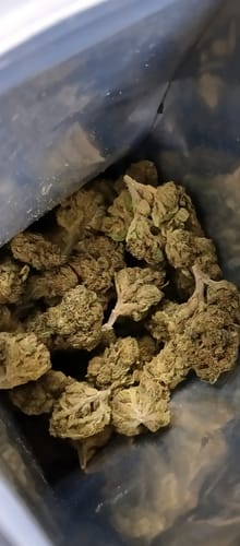 Reviewer's photo looking into a bag filled with dried, green Wedding Cake buds.