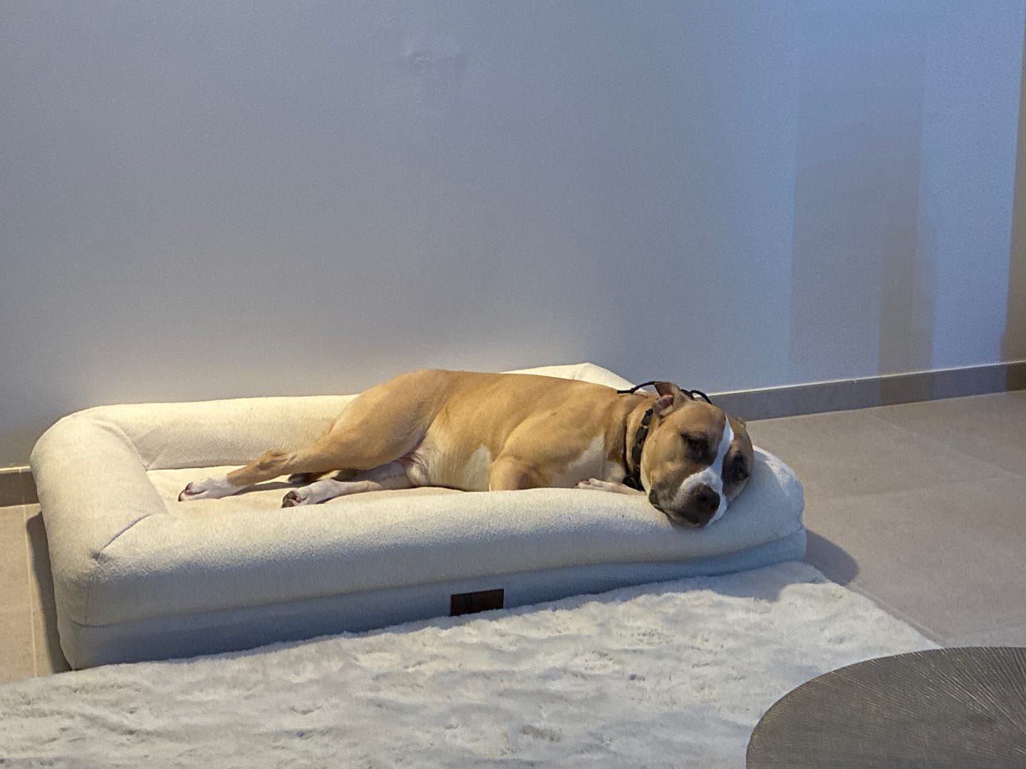 Customer photo review of Pet Perfect Hondenmand - Orthopedisch - Afritsbaar - Beige