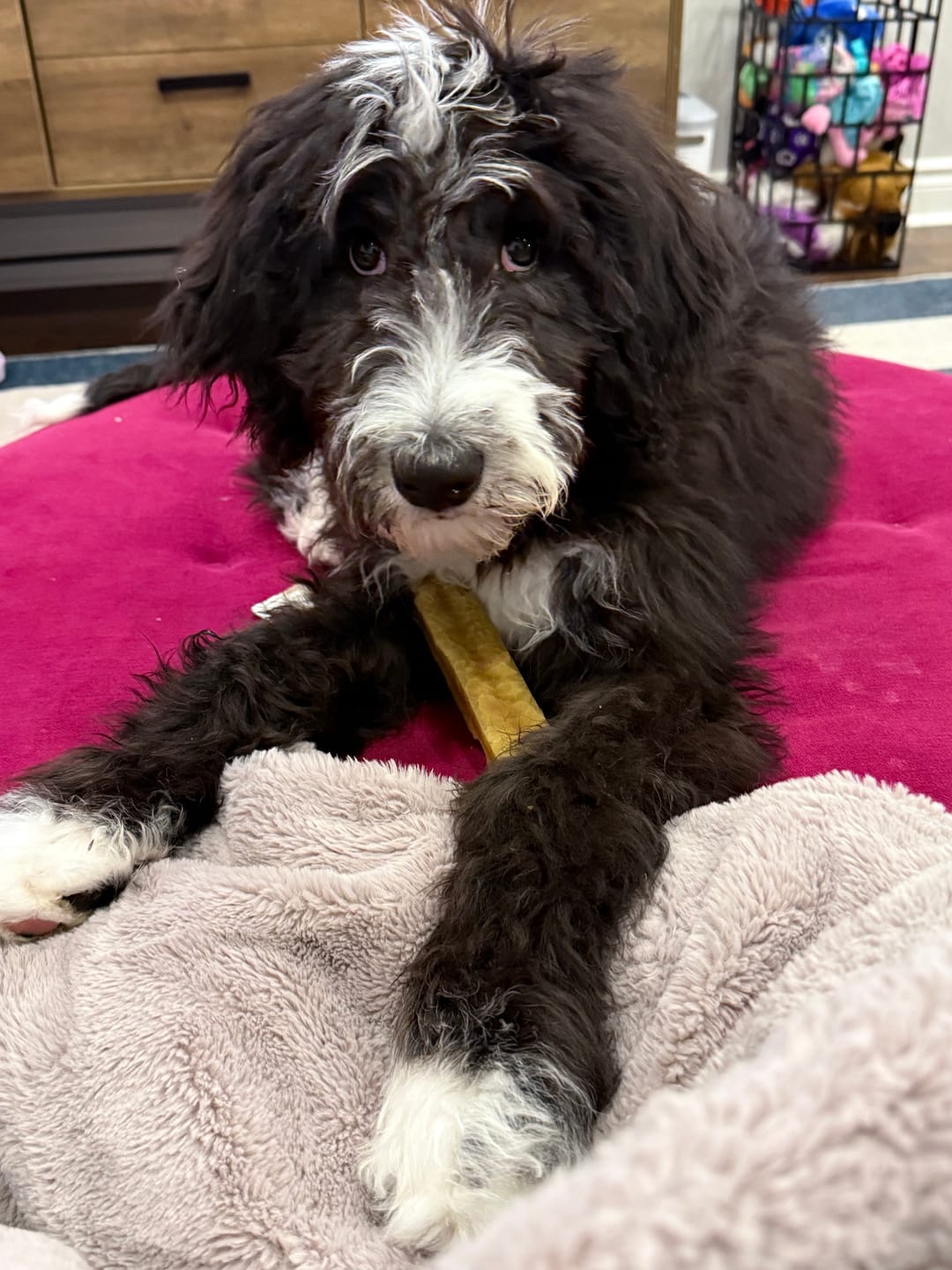 Customer photo review of Himalayan Yak Chew (LARGE)