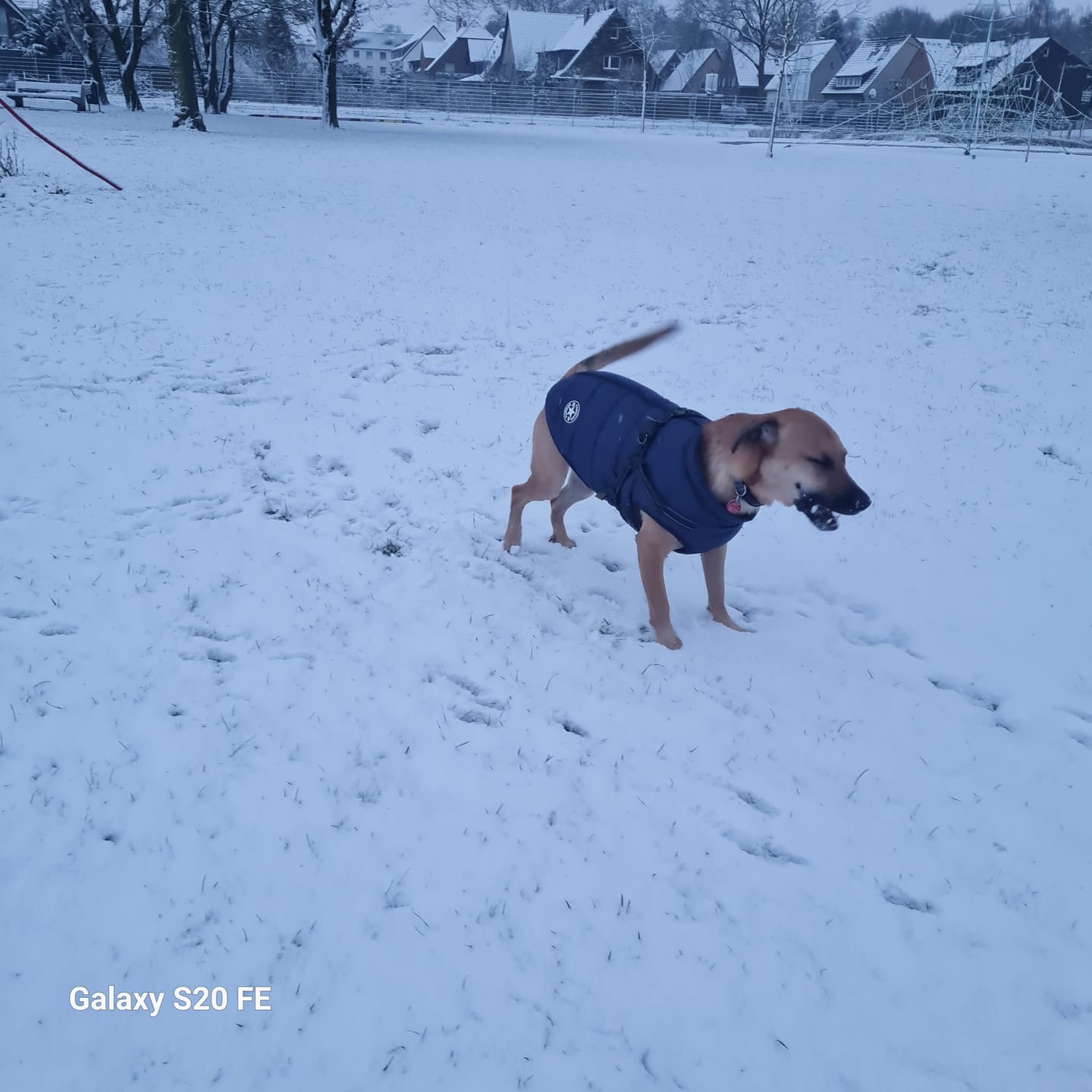 Customer photo review of Emmalove - Wasserdichter Hundemantel Extreme