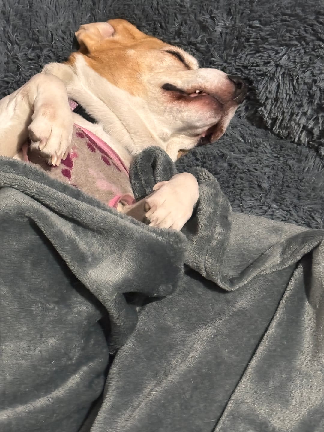 Customer photo review of Manta Relajante para Mascotas