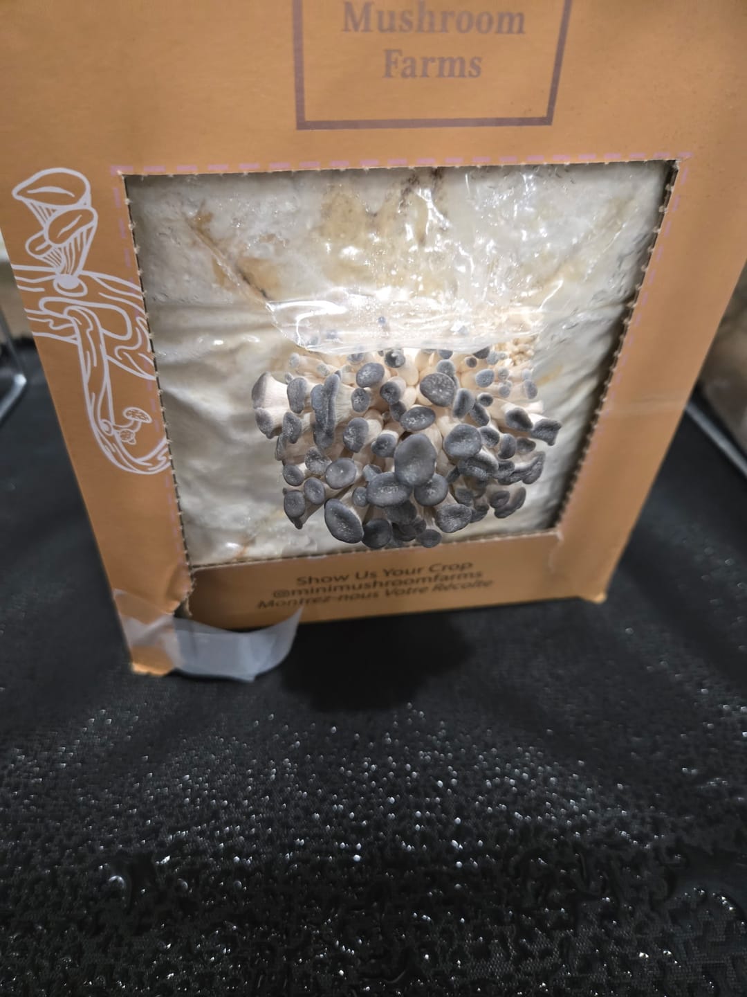 Customer photo review of Essentials Bundle Gift Set + Grow Kit