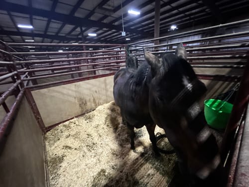 Customer photo review of The Hay Chix® Favorite Bucket