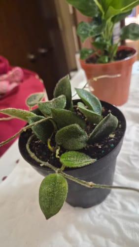 Customer's Hoya Thomsonii Pink plant with fuzzy leaves and thin vines in a small nursery pot.