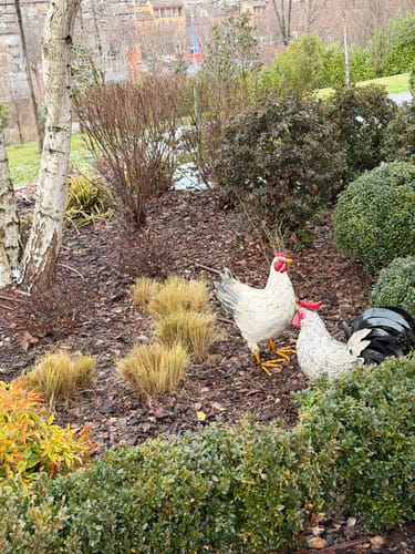 Customer photo review of Gallo Decorativo in Ferro Bicolore – H45 x L50 x P20 cm