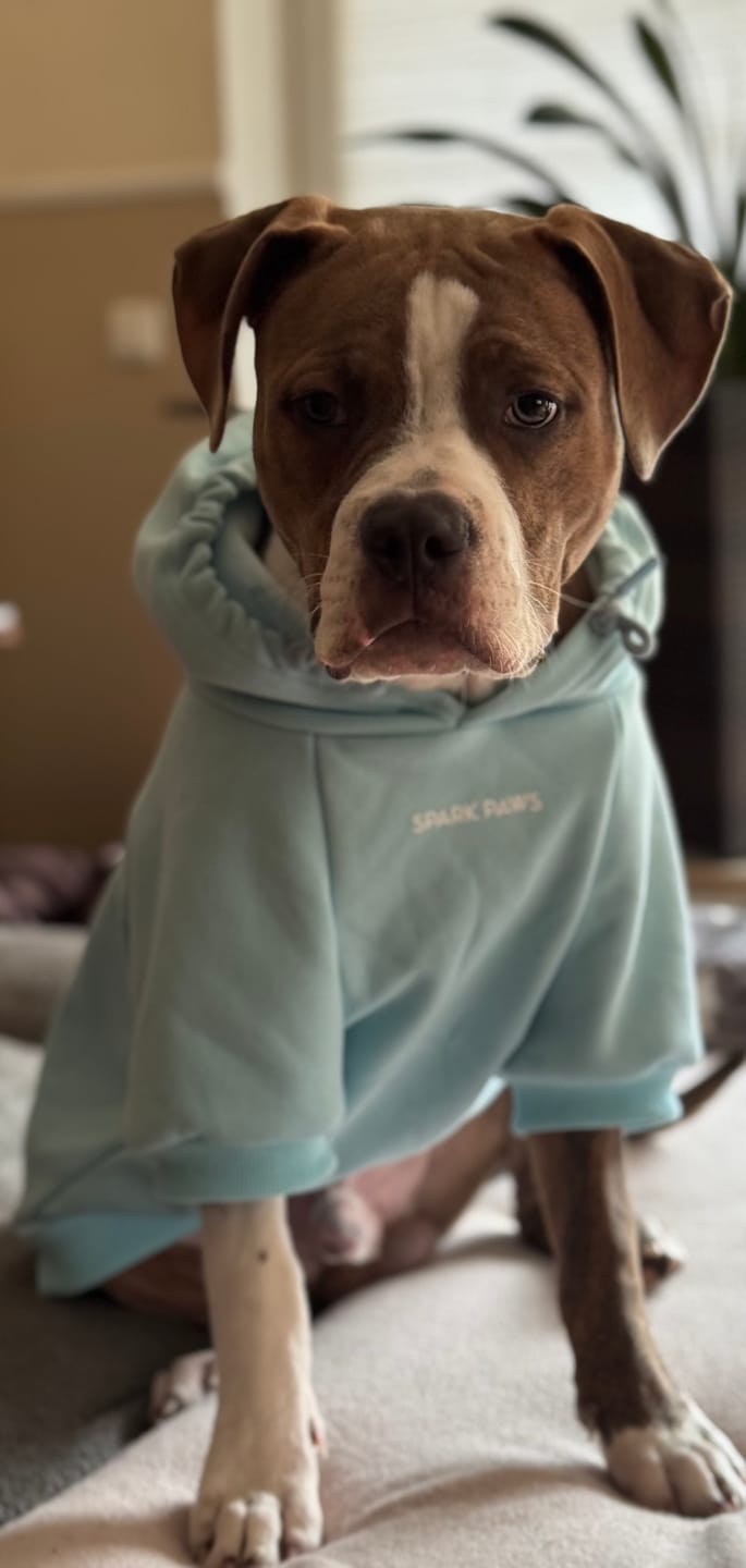 Customer photo review of Essential Dog Hoodies