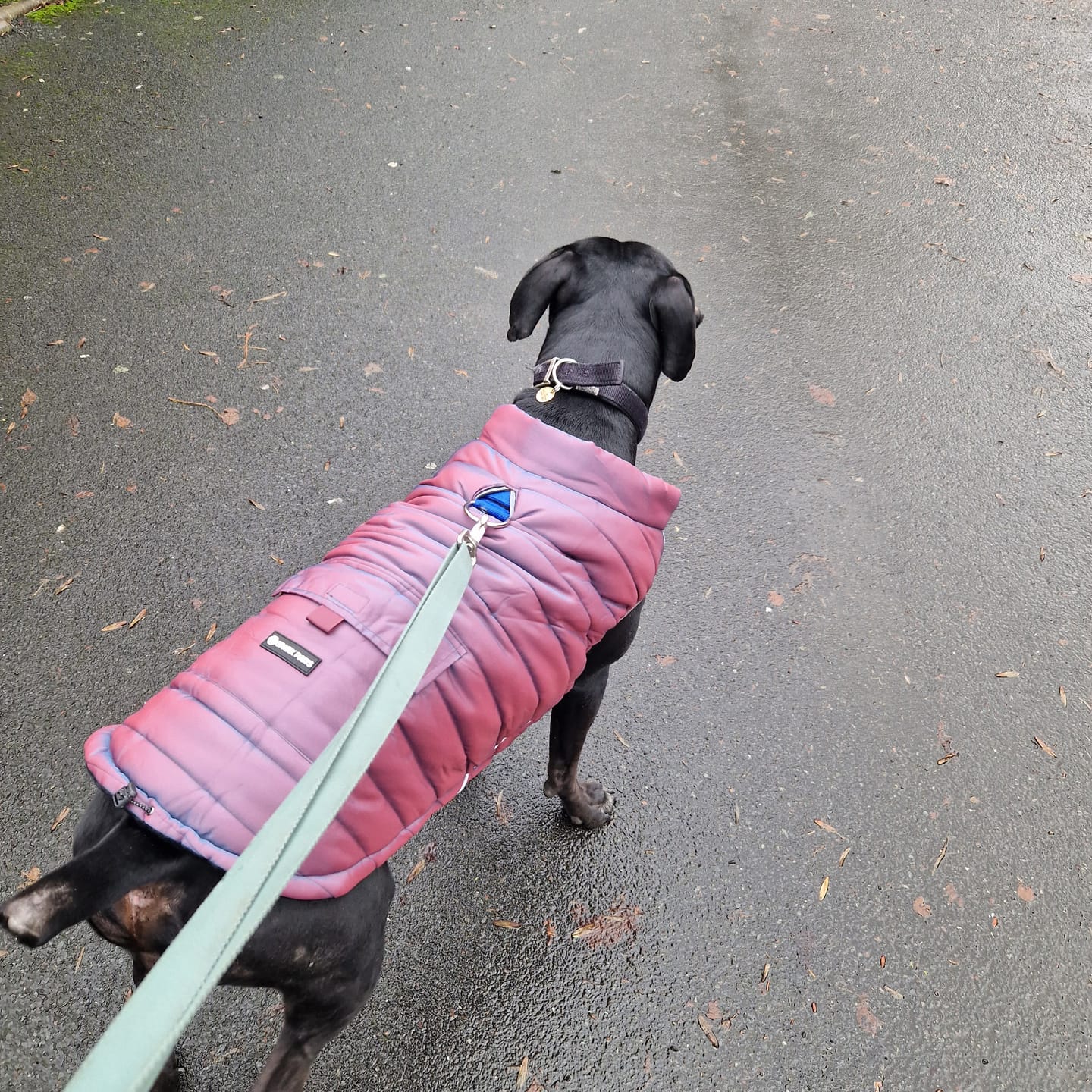 Customer photo review of WarmShield Water-Resistant Jacket - Cosmic