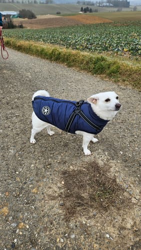 Kundenbewertung mit Foto zu Emmalove - Wasserdichter Hundemantel Extreme