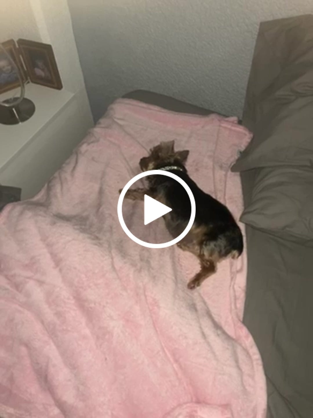 Customer video review of Manta Relajante para Mascotas