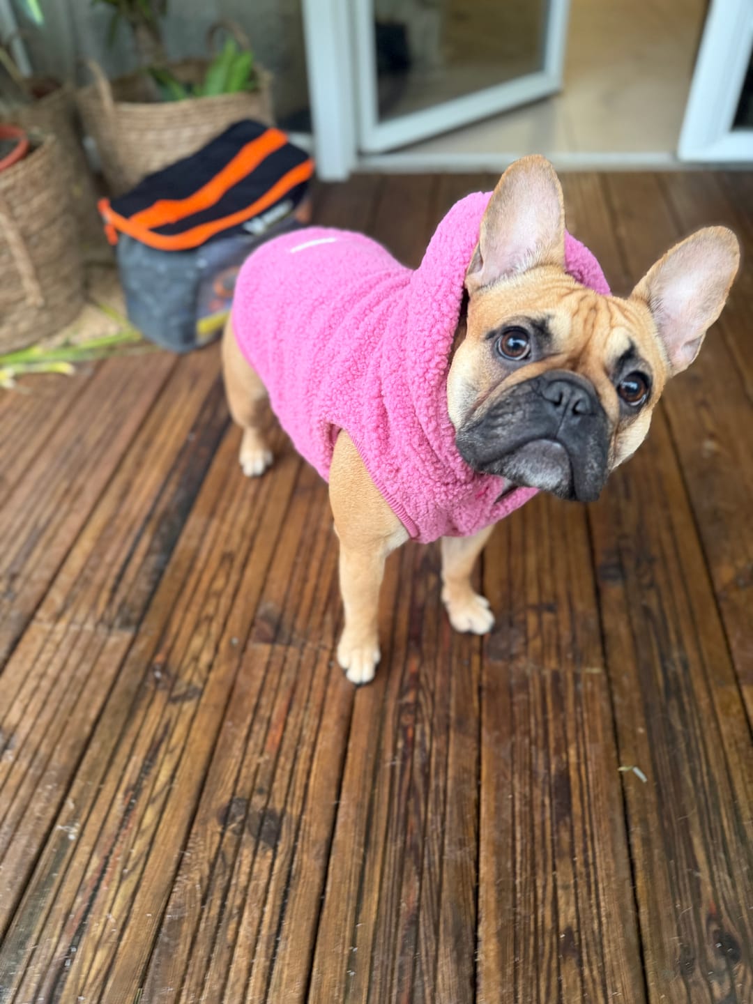 Customer photo review of Teddy Sherpa Dog Jackets