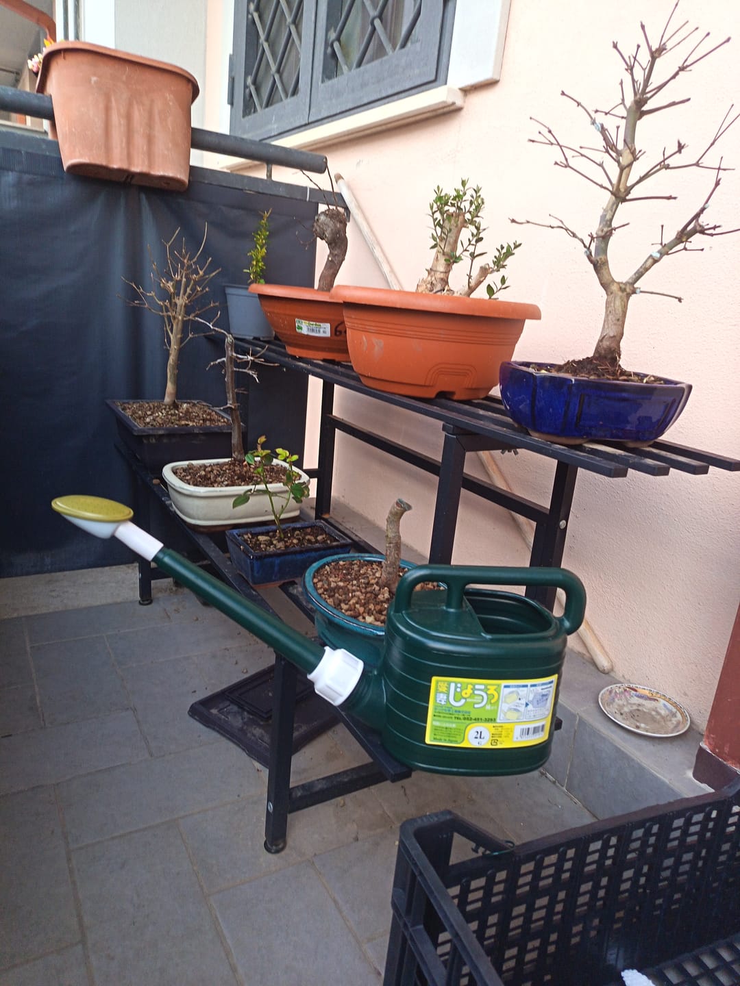 Customer photo review of ANNAFFIATOIO PROFESSIONALE PIOGGIA FINE BONSAI CB 2L