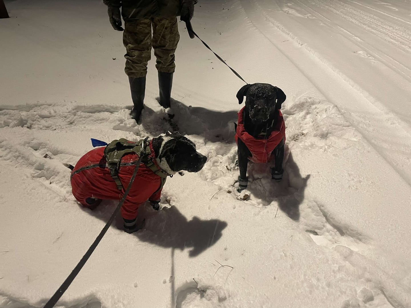 Customer photo review of Flex Shell Waterproof Dog Boots