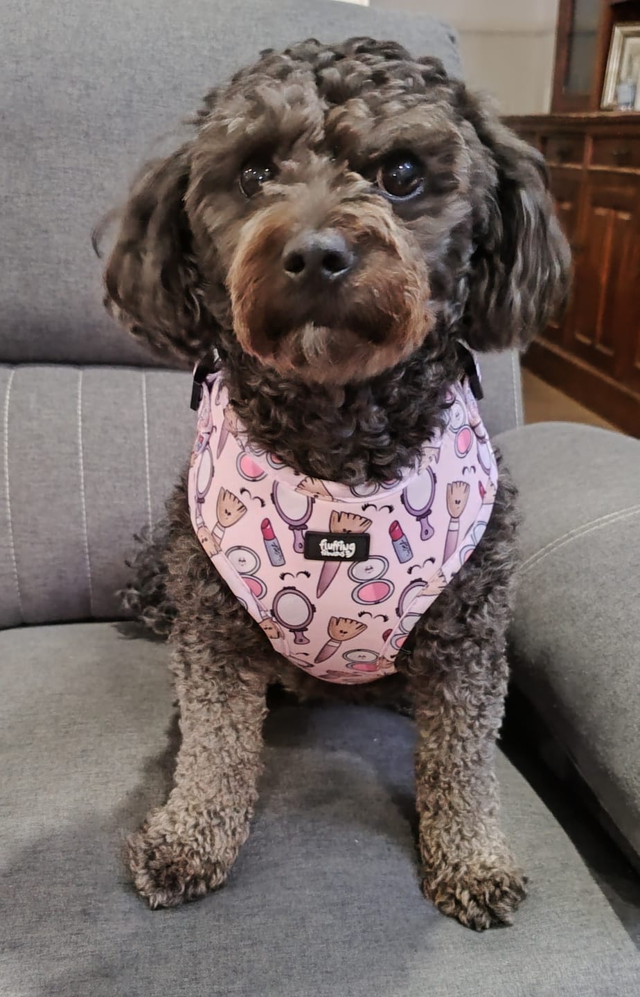 Customer photo review of Adjustable Dog Harness - Pink To Make The Boys Wink