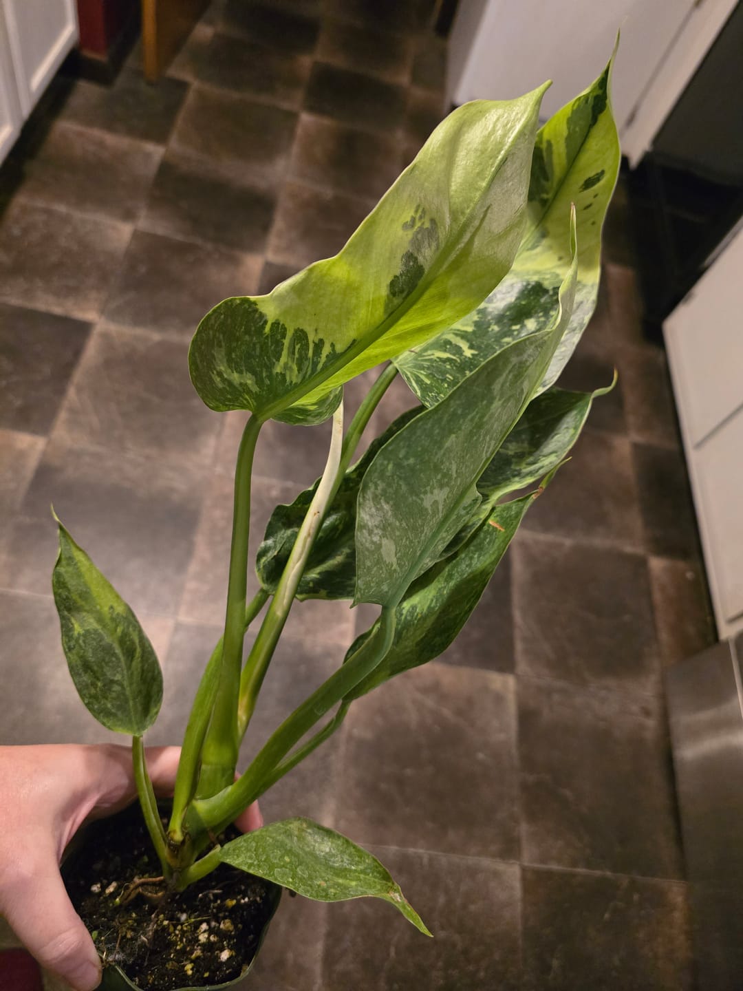 Customer photo review of Philodendron 'Jose Buono'